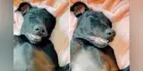 YouTube: Mujer encuentra a su perro durmiendo con una enorme sonrisa [VIDEO]