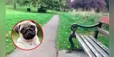 ¿Logras ver al perro? El nuevo reto visual que muy pocos pueden resolverlo [FOTOS]