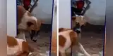 Perro ve su reflejo por primera vez en el espejo y protagoniza divertida escena [VIDEO]