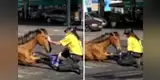 Agente de tránsito socorre a yegua herida en plena pista y escena conmueve a miles [VIDEO]