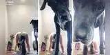 Perro interrumpe a su dueña mientras hace ejercicios para 'mirarse' en su celular [VIDEO]