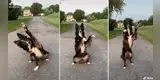 Perro causa furor en redes al cumplir divertido reto viral de TikTok [VIDEO]