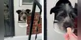 Perrito se roba el corazón de miles tras saludar a todos sus vecinos desde su buzón [VIDEO]