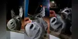 Burro visita la casa de su dueña y ella lo mima como a un hijo: "Mamá te ama" [VIDEO]