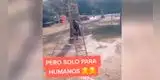 Perrito rebelde se sube a los juegos para niños sin importarle nadie [VIDEO]