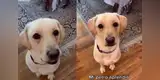 Perro sorprende al resolver problemas matemáticos y responder correctamente con ladridos [VIDEO]