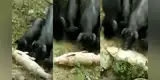 Cerditos ayudan a un gigante pez y lo empujan al agua para salvarle la vida [VIDEO]