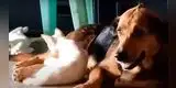 Perrito adopta a unos gatos huérfanos que su dueña rescató [VIDEO]
