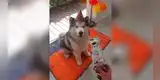 Pareja le canta ‘feliz cumpleaños’ a su perro y él los acompaña aullando [VIDEO]