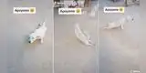Perrita finge que la atropelló un carro para que su dueño pida donaciones, pero comete divertido blooper [VIDEO]