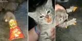 Gatito roba un paquete de Cheetos de su dueña, pero es descubierto con las 'manos en la masa' [VIDEO]