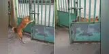 Perro 'rebelde' abre la reja de su casa para salir a la calle y cómica escena se vuelve viral [VIDEO]