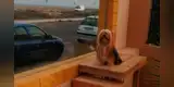 Perrito es ‘engreído’ por sus familiares y le construyen escalera con vista al mar [FOTO]