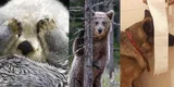 ¿Cuántos animales observas en la imagen? Pon a prueba tu intuición en este desafío visual [FOTO]