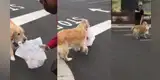 Perro recoge el pedido de su dueño en un restaurante y se lo lleva de una peculiar manera [VIDEO]