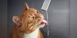 Gato manipula dispensador para beber agua y tierna escena se vuelve viral [VIDEO]