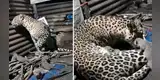 Leoparda ingresa a la cabaña de un granjero a escondidas para dar a luz a sus crías  [VIDEO]
