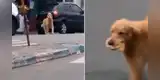 Perrito escapa de la casa de su dueño para irse al mercado y traer comida [VIDEO]