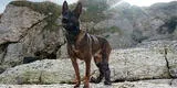 Condecoran a “Kuno”, perro que perdió dos patas al enfrentarse a terrorista de Al Qaeda [FOTO]