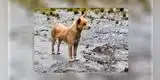 Extraña raza de perro cantor reaparece tras 50 años de creerse en extinción [VIDEO]