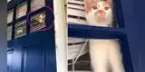 Gato celoso tiene desesperada reacción al descubrir a su dueña fuera de la casa [VIDEO]