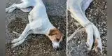 Maltrato animal: perrita es abandonada en un cementerio con las patas atadas