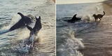 Perrito se hace 'amigo' de un delfín y son captados jugando en la orilla del mar [VIDEO]