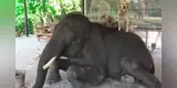 Perros se hacen amigos de un elefante y sorprenden al pasear junto a él en su espalda [VIDEO]
