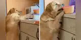 Perro intenta robar la comida de su dueña y así reacciona cuando lo descubren [VIDEO]