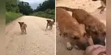 Perritos son abandonados en medio de una carretera, pero joven se detiene a rescatarlos [VIDEO]