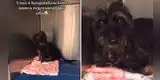 Perrita es abandonada en veterinaria, pero curan sus heridas y consigue un nuevo hogar [VIDEO]