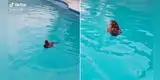 Joven deja a sus gallinas sueltas y las descubre 'nadando' en su piscina [VIDEO]