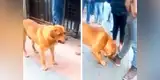 Perrito callejero lanza piedra para jugar con los transeúntes y ellos no dudan en unirse [VIDEO]
