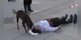 Perrita callejera interrumpe una obra de teatro para 'ayudar' a un actor recostado en el suelo [VIDEO]
