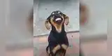Perrita ‘sonríe’ cuando su dueña le pregunta sobre una travesura y se vuelve viral [VIDEO]