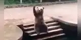 Oso conmueve a todos al saludar con su pata para recibir golosinas [VIDEO]