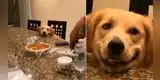 Perro 'sonríe' para convencer a su dueña de que le invite un poco de comida de su plato [VIDEO]
