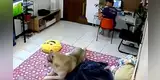 Perro asombra por su particular reacción mientras su casa se mueve por un terremoto [VIDEO]