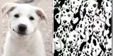 Reto visual: Encuentra al perro sin manchas al primer vistazo [FOTOS]