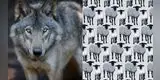 ¿Logras ver a los seis lobos disfrazados de ovejas? El nuevo reto viral que pocos superan [FOTOS]