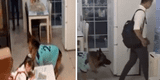 Perro alerta a niña que su papá llegó para que deje de mirar televisión y haga su tarea [VIDEO]