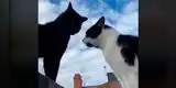 YouTube: ‘charla’ entre dos gatos sorprende por similitud a sonidos humanos [VIDEO]