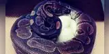 Serpiente pitón de más de 50 años puso huevos sin tener contacto con un macho en 15 años [FOTO]