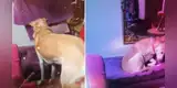 Perro le ‘reclamaba’ a su dueña al ver su cama desordenada y no quiere echarse a dormir [VIDEO]