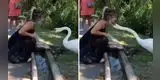 Cisne 'obliga' a una mujer a ponerse la mascarilla y desata furor en redes sociales [VIDEO]