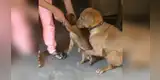 Perrita cree que se llevarán a su cría y se aferra a ella para que no se la quiten [VIDEO]