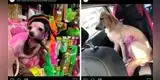 Perrita desnutrida y pintada de rosa causa indignación en Facebook [VIDEO]