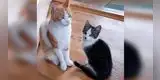Gatito rescata a un felino de la calle y su familia termina por adoptarlo