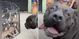 Pitbull tiene cómica reacción al enterarse que es padre de diez cachorros [VIDEO]