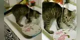 Gato 'lava' los platos sucios para que su dueña lo deje jugar en el techo [VIDEO]
